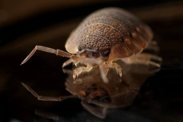 PEST CONTROL HODDESDON, Hertfordshire. Services: Bed Bug Pest Control. Our team provides safe bed bug pest control services to ensure your peace of mind.