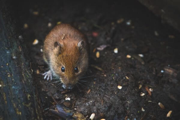 PEST CONTROL HODDESDON, Hertfordshire. Services: Mouse Pest Control. Say goodbye to mice and hello to a pest-free property with our professional pest control services.