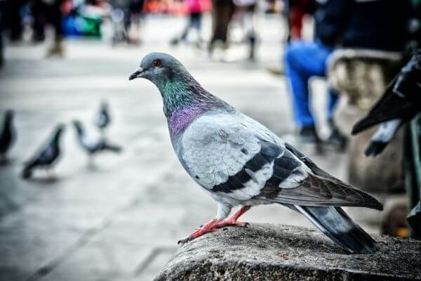 PEST CONTROL HODDESDON, Hertfordshire. Pests Our Team Eliminate - Pigeons.