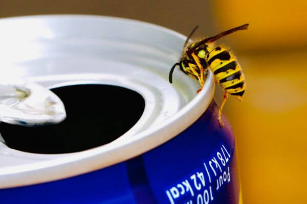 PEST CONTROL HODDESDON, Hertfordshire. Services: Wasp Pest Control. Our team provides fast and efficient wasp pest control services to ensure your safety.